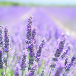 lavender-blossom-1595581__480