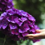 hydrangeas-1853360_960_720